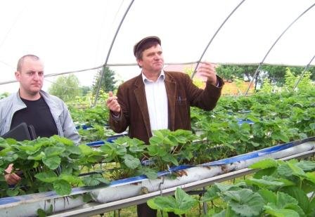 Суниці на столах у плівковому тунелі поблизу Варшави демонструє Анжей Сосінський